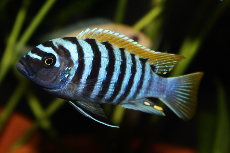 Maylandia pyrsonotos 'Mkondiwa Reef'